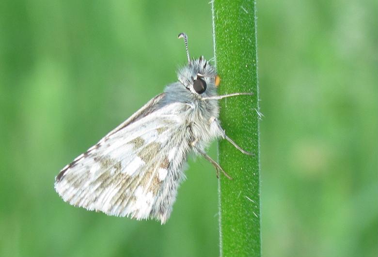 Pyrgus da ID (2)